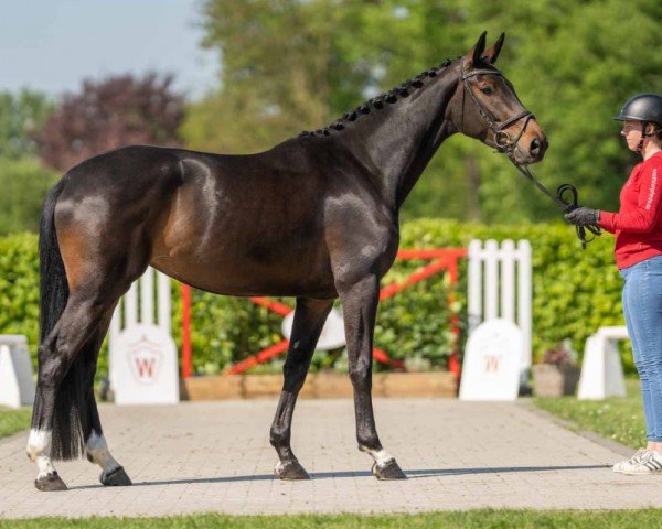 Pferd Dakota (Westfale, 2020, von Danciero 7)