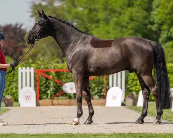 dressage horse Derby (Hanoverian, 2019, from Dante’s Jr.)