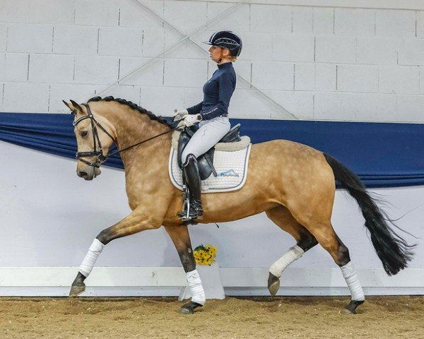 horse Stute von D-Power AT / Genesis B (German Riding Pony, 2018, from D-Power AT)