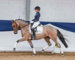 dressage horse Donna Roana (German Riding Pony, 2019, from Dressed in Gold 3)