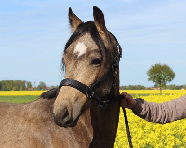 horse Milky Man (German Riding Pony, 2022, from Mescal 15)