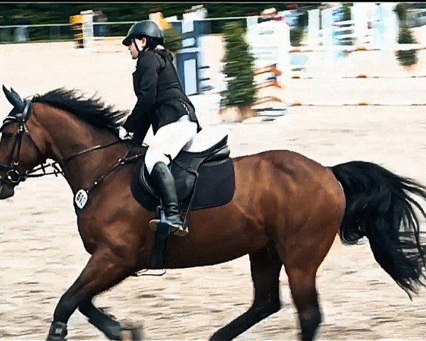 Springpferd Parli (Rheinländer, 2008, von Parco)