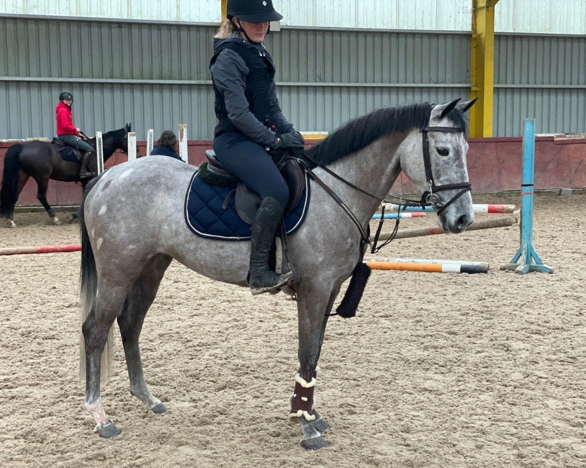 Springpferd Scarlet 158 (Pony ohne Rassebezeichnung, 2018)