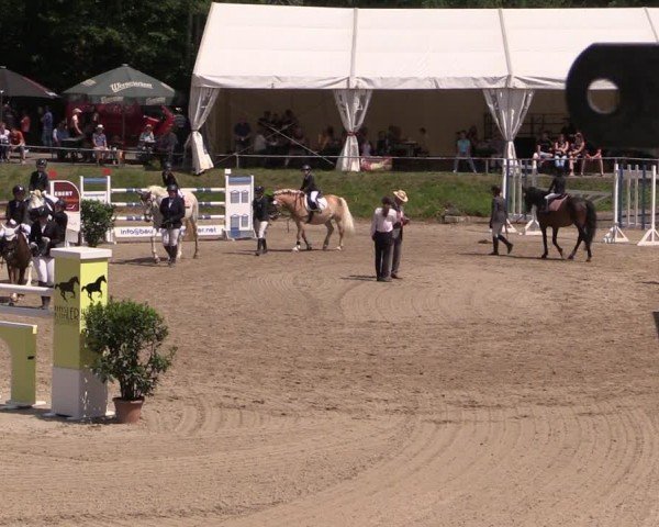 Reitturnier Lgl.-Oberhain, B95 2024