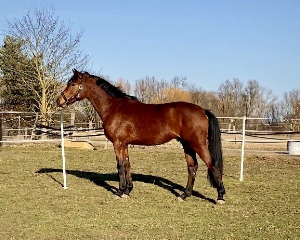 horse Veltin Foreseen (German Sport Horse, 2021, from DSP VA Bene)