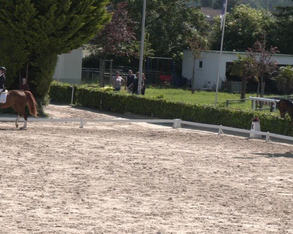 Reitturnier Bornheim-Widdig 2024