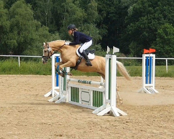 horse Dondolino 9 (German Riding Pony, 2014, from FS Dodge City)