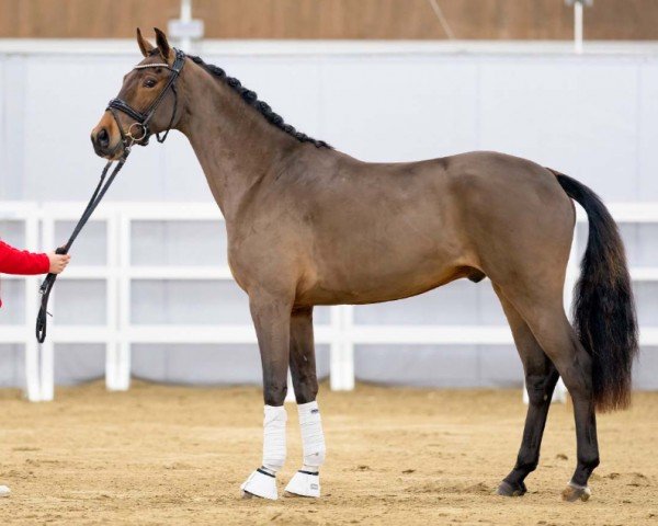 horse Verano (Westphalian, 2020, from Vaderland OLD)