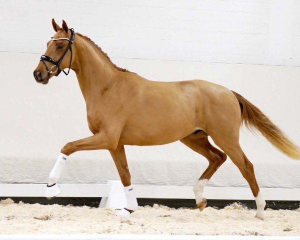 Pferd Fürst Grimaldi (Westfale, 2020, von Fürst Samarant)