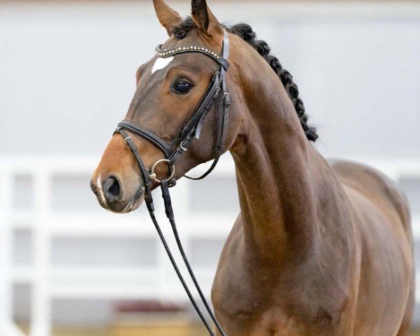 horse Sansibar 155 (Hanoverian, 2020, from Sir Donnerhall I)