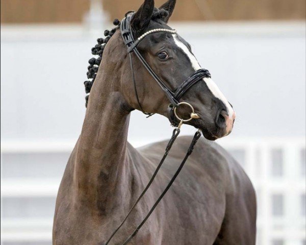horse Fleur de Noir (Hanoverian, 2020, from Floris Prince)