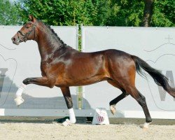 Pferd Hengst von Vaderland / San Amour I (Westfale, 2020, von Vaderland OLD)