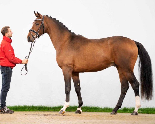 Pferd Fanatico (Westfale, 2020, von Fürst Samarant)