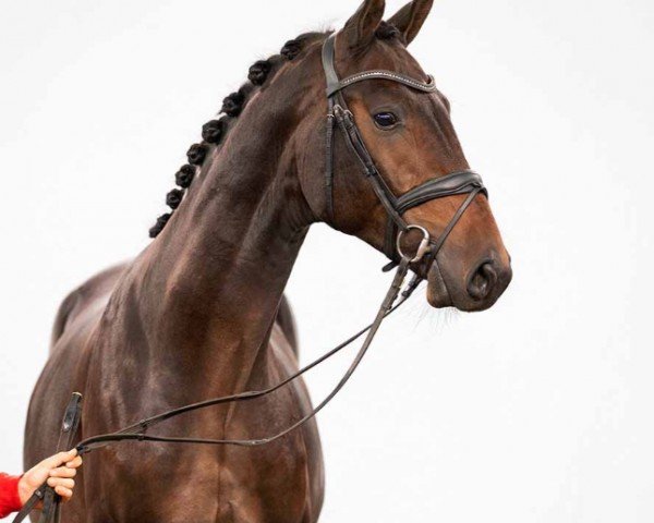 horse Lorenzo (Hanoverian, 2020, from Lord Europe)