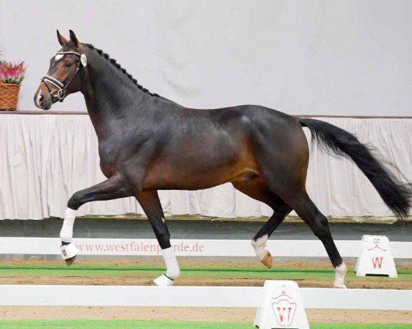 horse Hengst von Dreamline / Quaterback (Westphalian, 2020, from Blue Hors Dreamline)