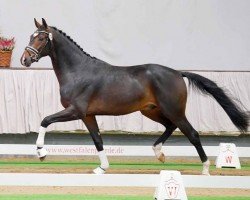 Pferd Hengst von Dreamline / Quaterback (Westfale, 2020, von Blue Hors Dreamline)