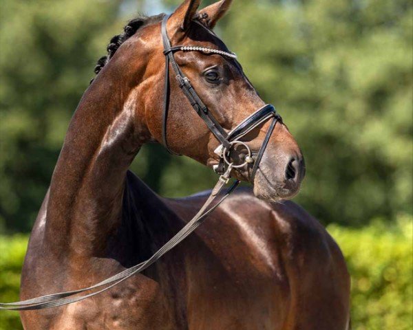 horse Jetset (Westphalian, 2020, from Jovian)