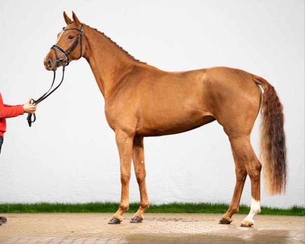 horse Feel Good (Westphalian, 2020, from Franziskus FRH)
