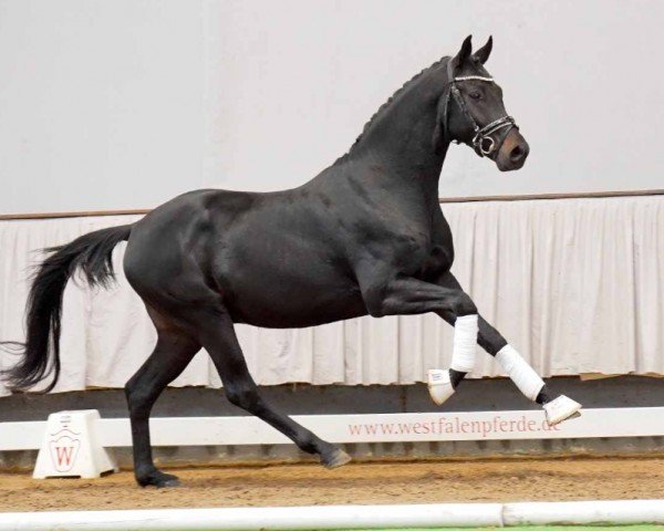 Pferd Le Puissant (Westfale, 2020, von Le Formidable)