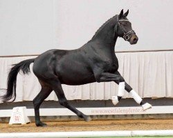horse Le Puissant (Westphalian, 2020, from Le Formidable)