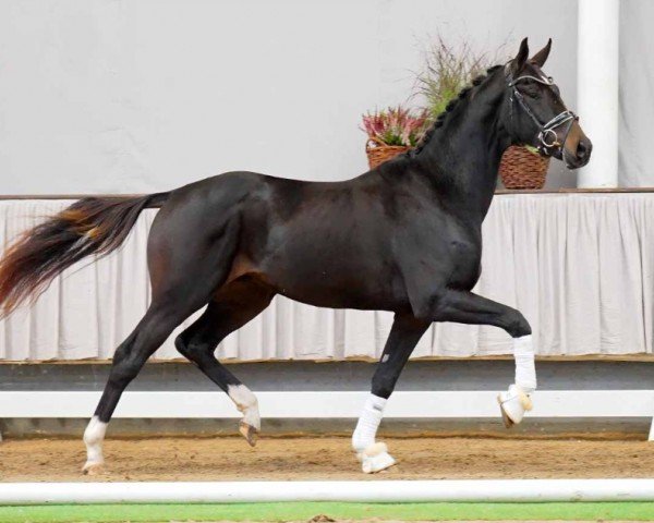 horse Born to Dance (Westphalian, 2020, from By your Side 3)