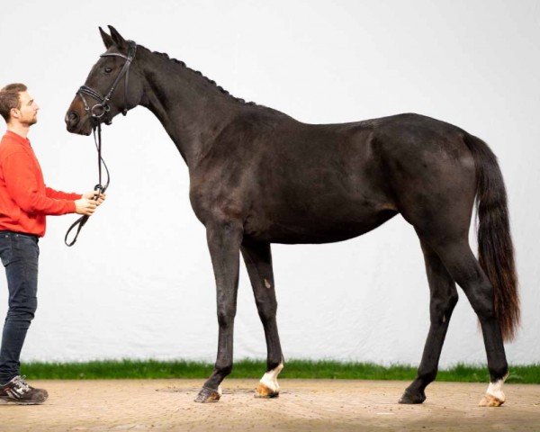 Pferd Fairhope R (Westfale, 2020, von For Romance I)