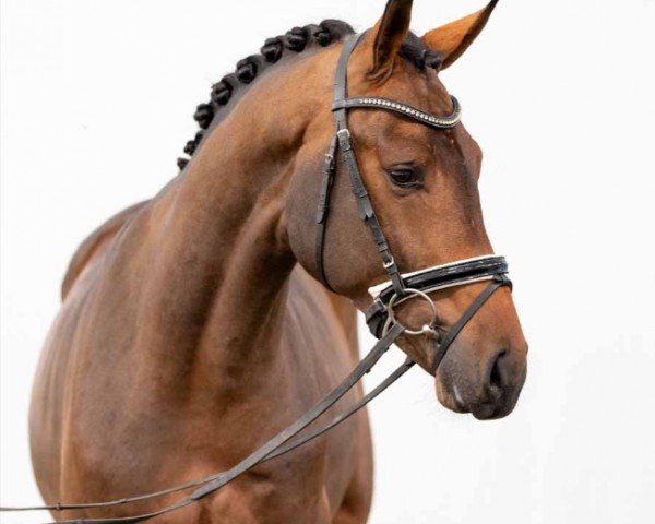 Pferd Vanderbilt (Oldenburger, 2020, von Vaderland OLD)