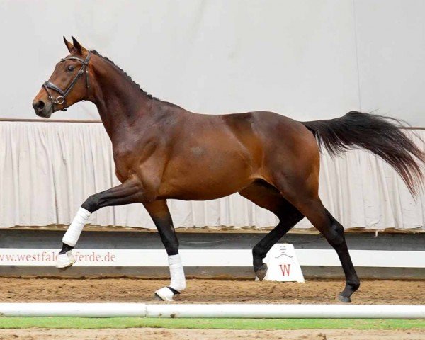 horse Sparkling (Westphalian, 2020, from Spielberg)