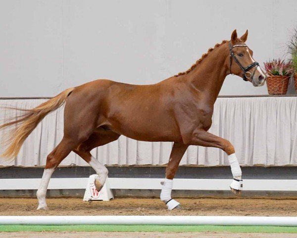 horse Danino B (Westphalian, 2020, from Danone 4)