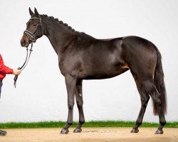 dressage horse Zuella (Westphalian, 2020, from Blue Hors Zackorado)