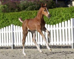 Pferd Thor (Westfale, 2020, von Taloubet Z)
