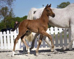 Pferd Doldinger (Westfale, 2020, von Diamant de Semilly)