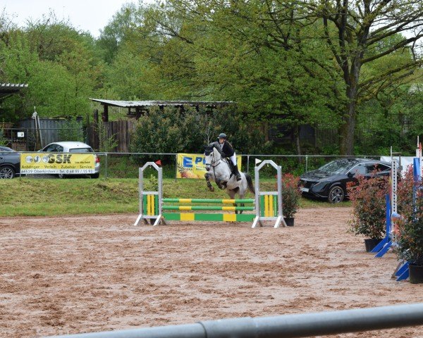 jumper Rubin 708 (Czech Warmblood, 2015, from Russel)
