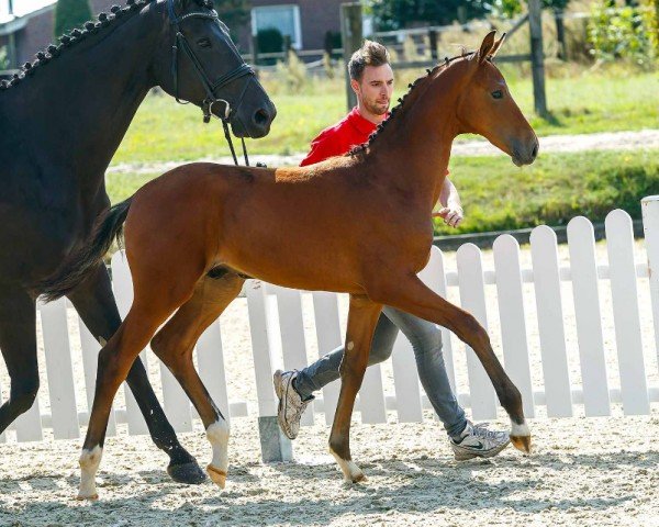 horse Bet and Win (Westphalian, 2019, from By your Side 3)