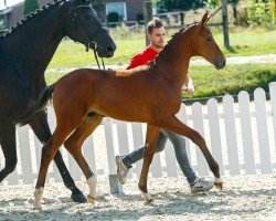 Pferd Bet and Win (Westfale, 2019, von By your Side 3)