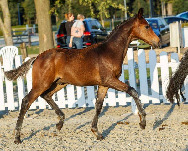 dressage horse Extraklasse (Westphalian, 2019, from Escamillo) dressage horse Extraklasse (Westphalian, 2019, from Escamillo)