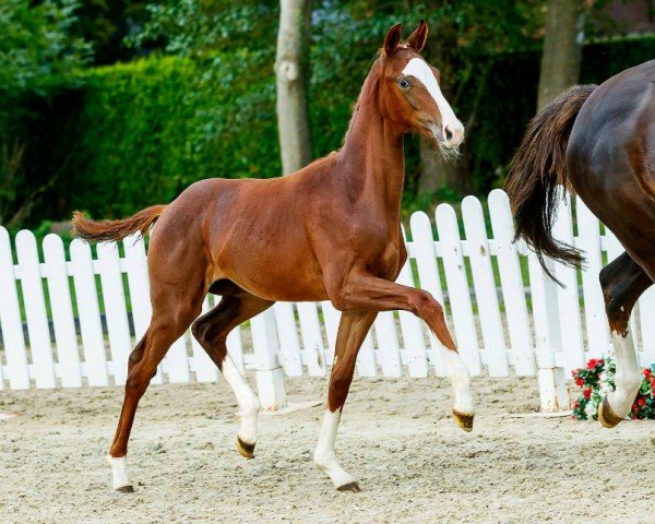 horse Faber Castell (Westphalian, 2019, from Fashion In Black NRW)