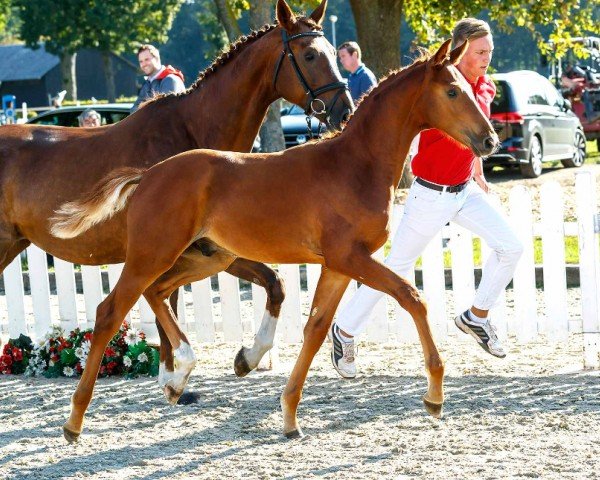 Pferd For Success (Westfale, 2019, von For Final)