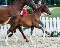 Pferd Feingold (Westfale, 2019, von For Gold OLD)