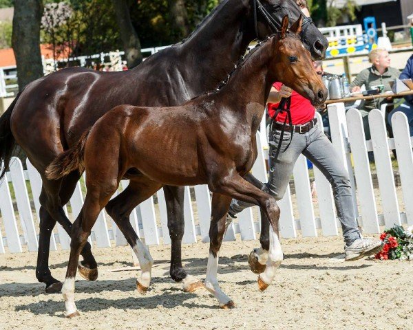 horse Fargo (Westphalian, 2019, from Franziskus FRH)