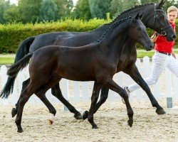 Pferd Jewel's Time (Westfale, 2019, von Just Wimphof)