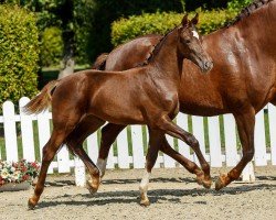 Pferd Quanta Vita (Westfale, 2019, von Quantensprung 3)