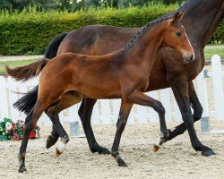 Pferd Sir Richard (Westfale, 2019, von Sir Heinrich OLD)