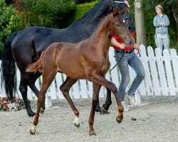 Pferd Viva Forever (Westfale, 2019, von Vitalis)