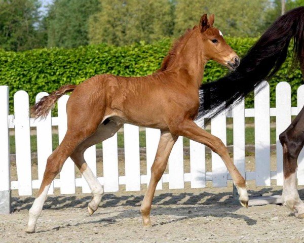 horse Stradivari B (Westphalian, 2020, from Sir Heinrich OLD)