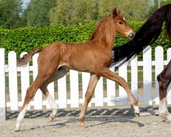 horse Stradivari B (Westphalian, 2020, from Sir Heinrich OLD)