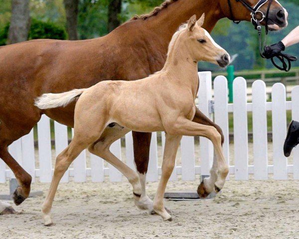 horse Quite Special (Westphalian, 2020, from Qaside Md)