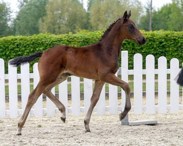 Pferd First Lady (Westfale, 2020, von Fürst Samarant)