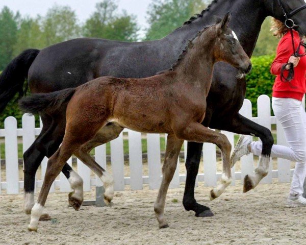 horse Rudi-Royal (Westphalian, 2020, from Rubin Royal OLD)