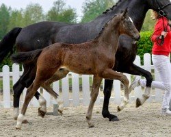 horse Rudi-Royal (Westphalian, 2020, from Rubin Royal OLD)